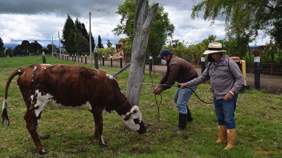 2. Fumigación ganado