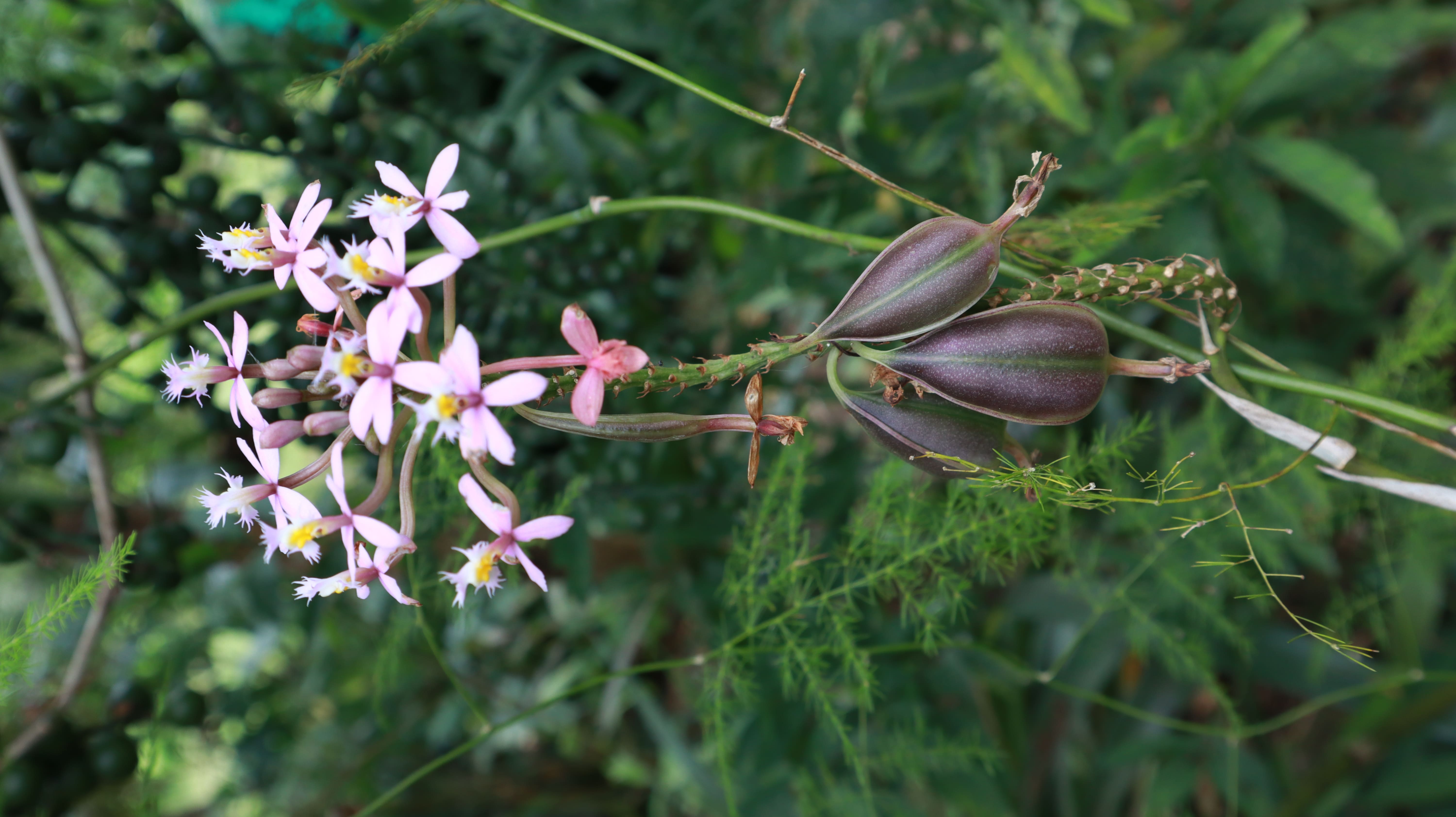 Las cápsulas de las orquídeas permiten realizar cultivos in vitro, una estrategia importante para la conservación de especies en peligro. Finca Pomarroso, vereda Cubsio. Foto: Juan Carlos Pérez Álvarez.