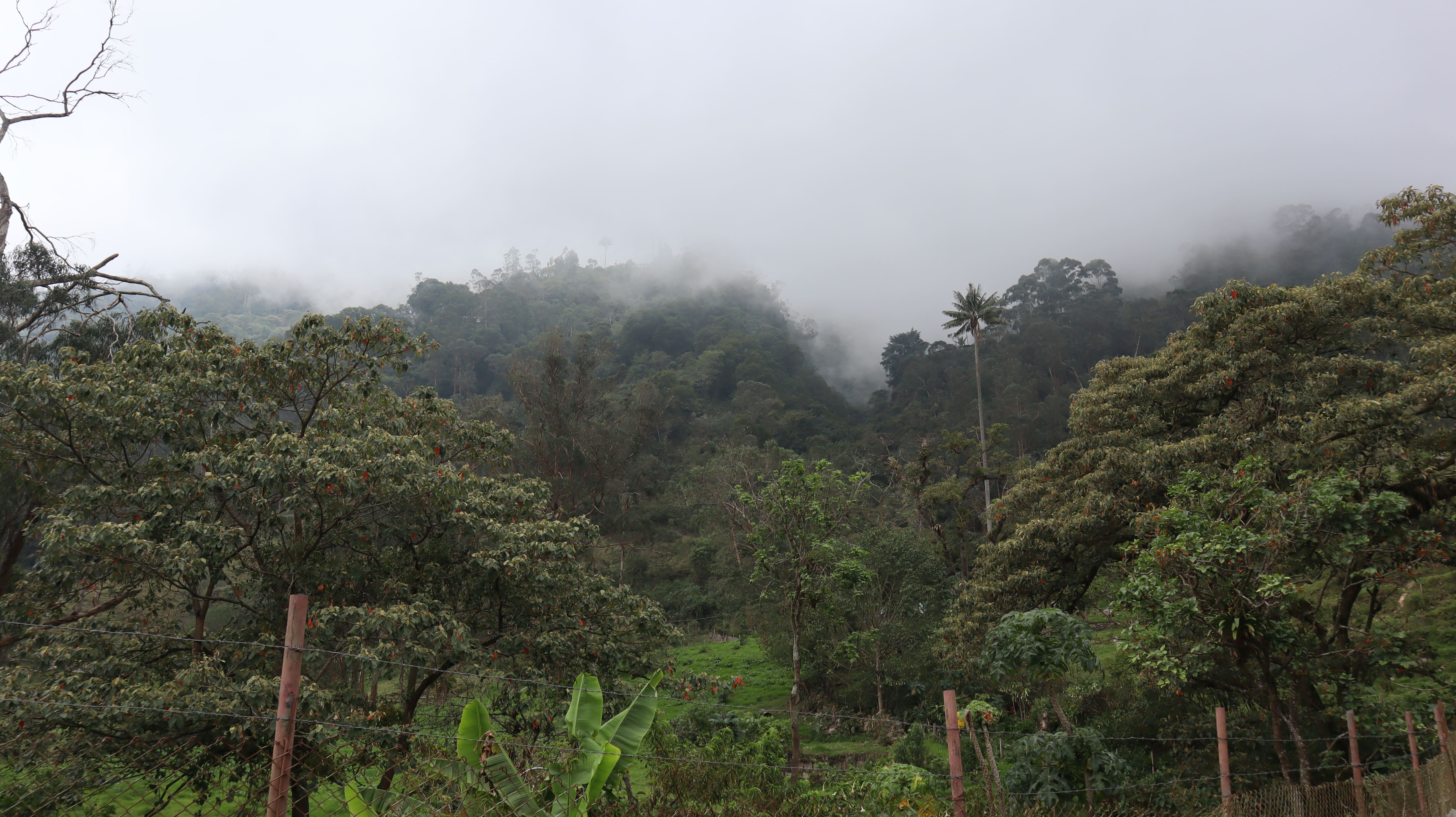 El bosque de niebla, vereda Cubsio, San Antonio del Tequendama. Foto: Juan Carlos Pérez Álvarez.