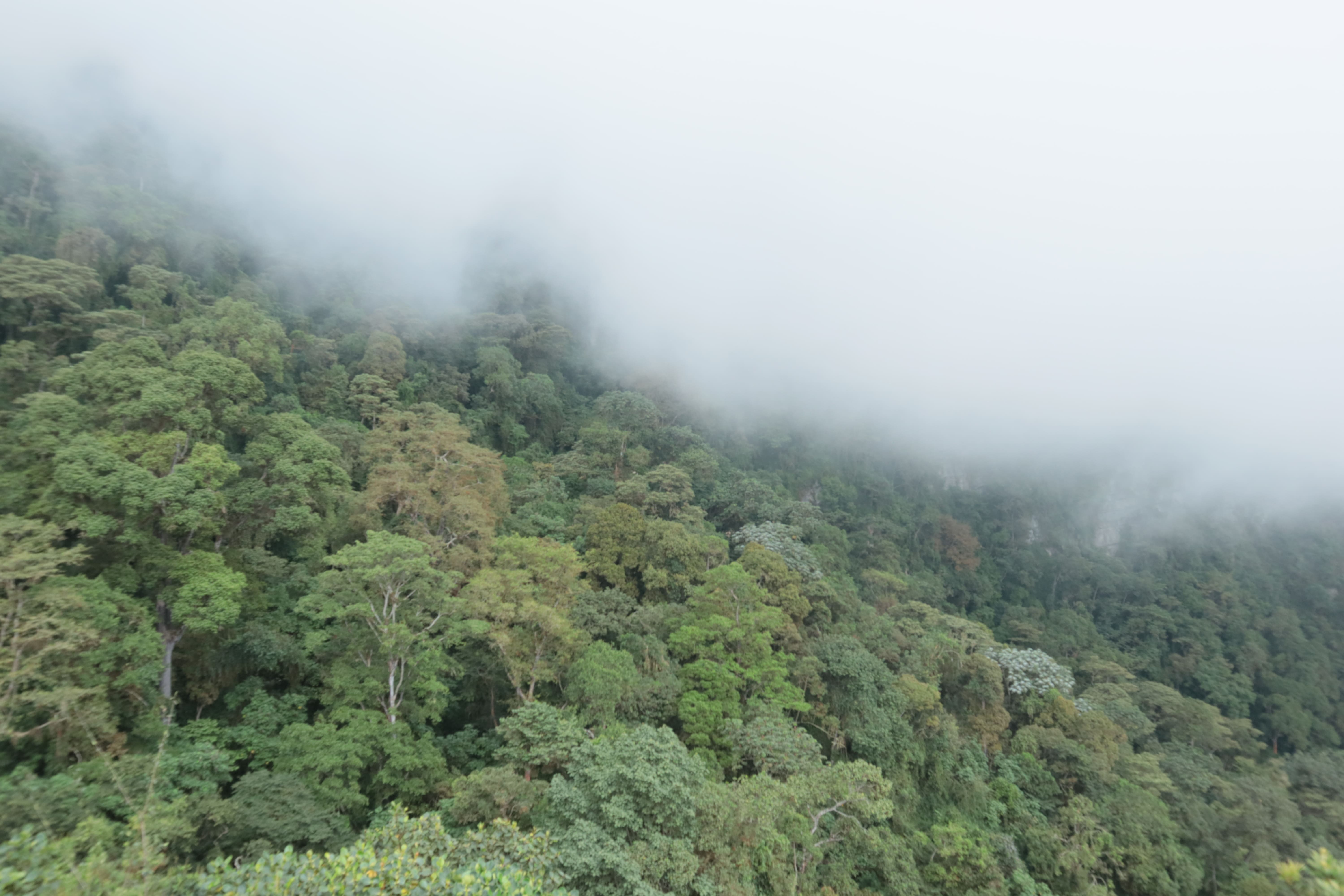 Las corrientes de aire que ascienden de zonas cálidas como el valle del Magdalena se enfrían y producen una precipitación horizontal que, al ser absorbida por la vegetación, alimenta toda la cuenca hídrica de la región. Parque Natural Chicaque. Foto: Juan Carlos Pérez Álvarez.