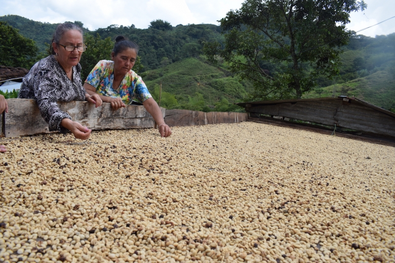 Cultivos de café y cabezas de ganado son los proyectos productivos que más ha impulsado la Unidad de Restitución de Tierras a las familias restituidas.