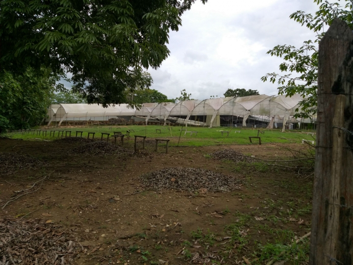 En este punto, a la entrada del corregimiento y donde antes quedaba la finca La Holanda, funcionó desde 2007 el centro de producción forestal de Tekia. Hoy, cuando ya la compañía debe devolver los predios, se ve abandonado.