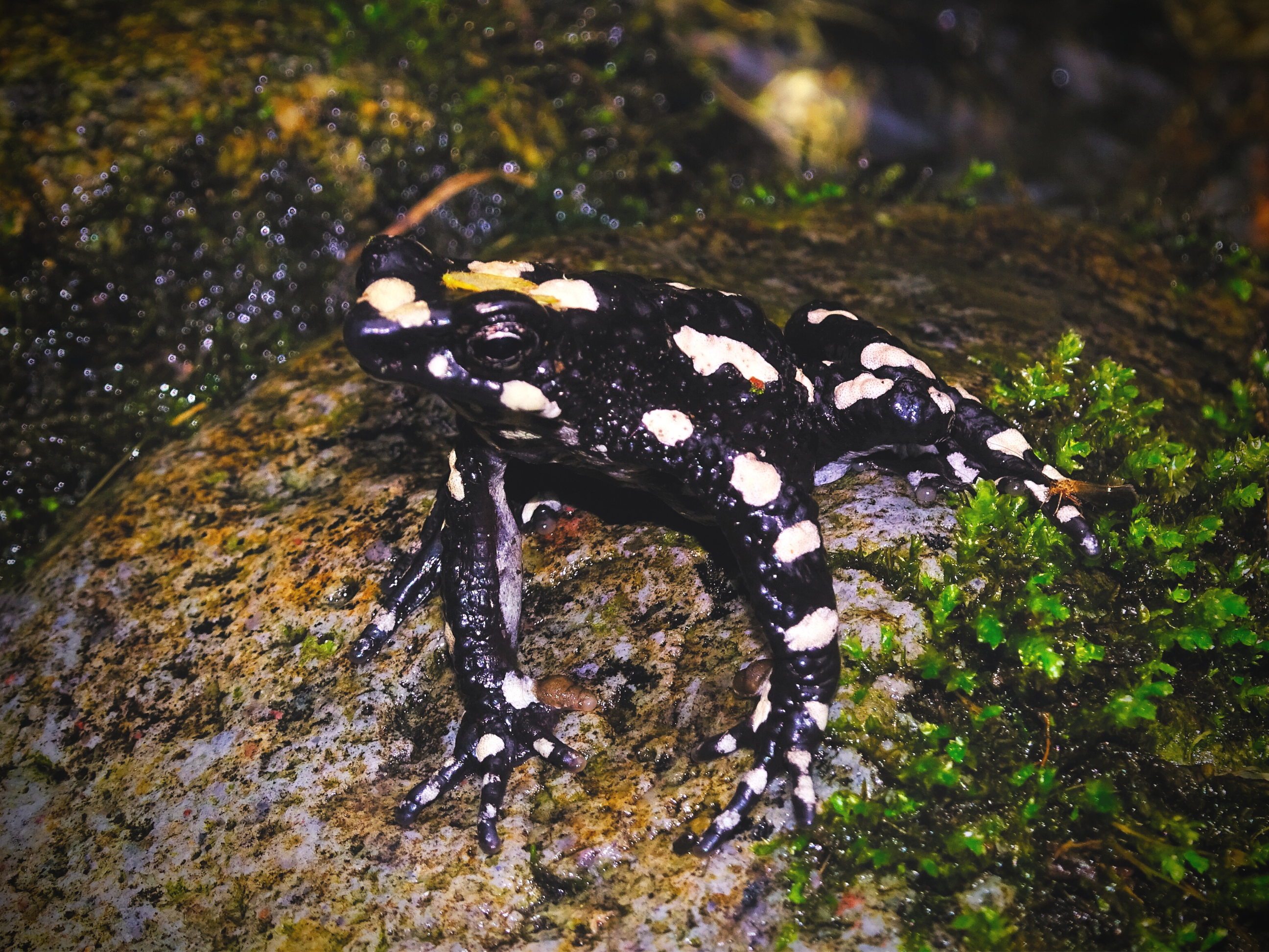 01 Atelopus Arsyecue