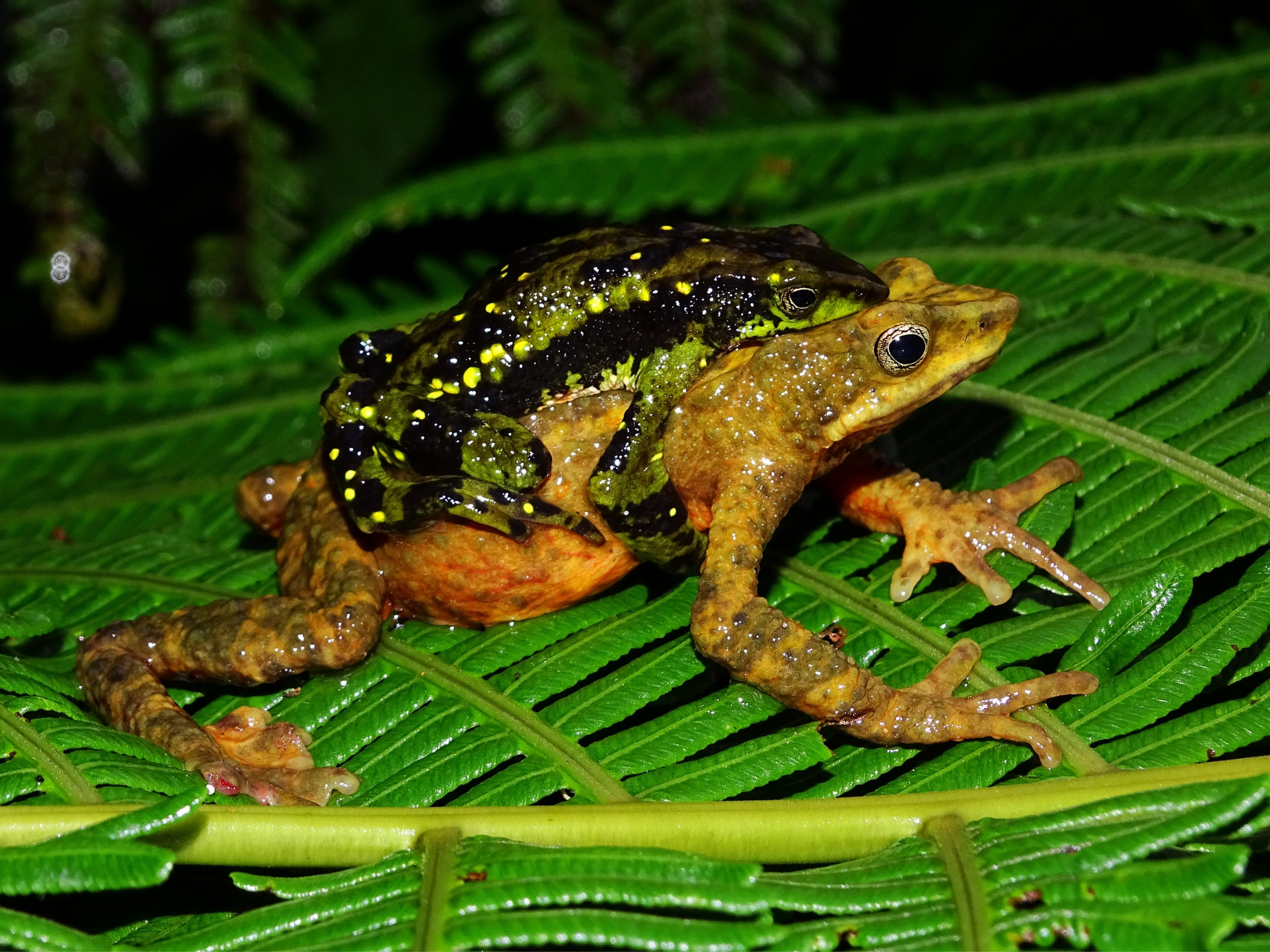 02 Amplexo Atelopus Laetissimus