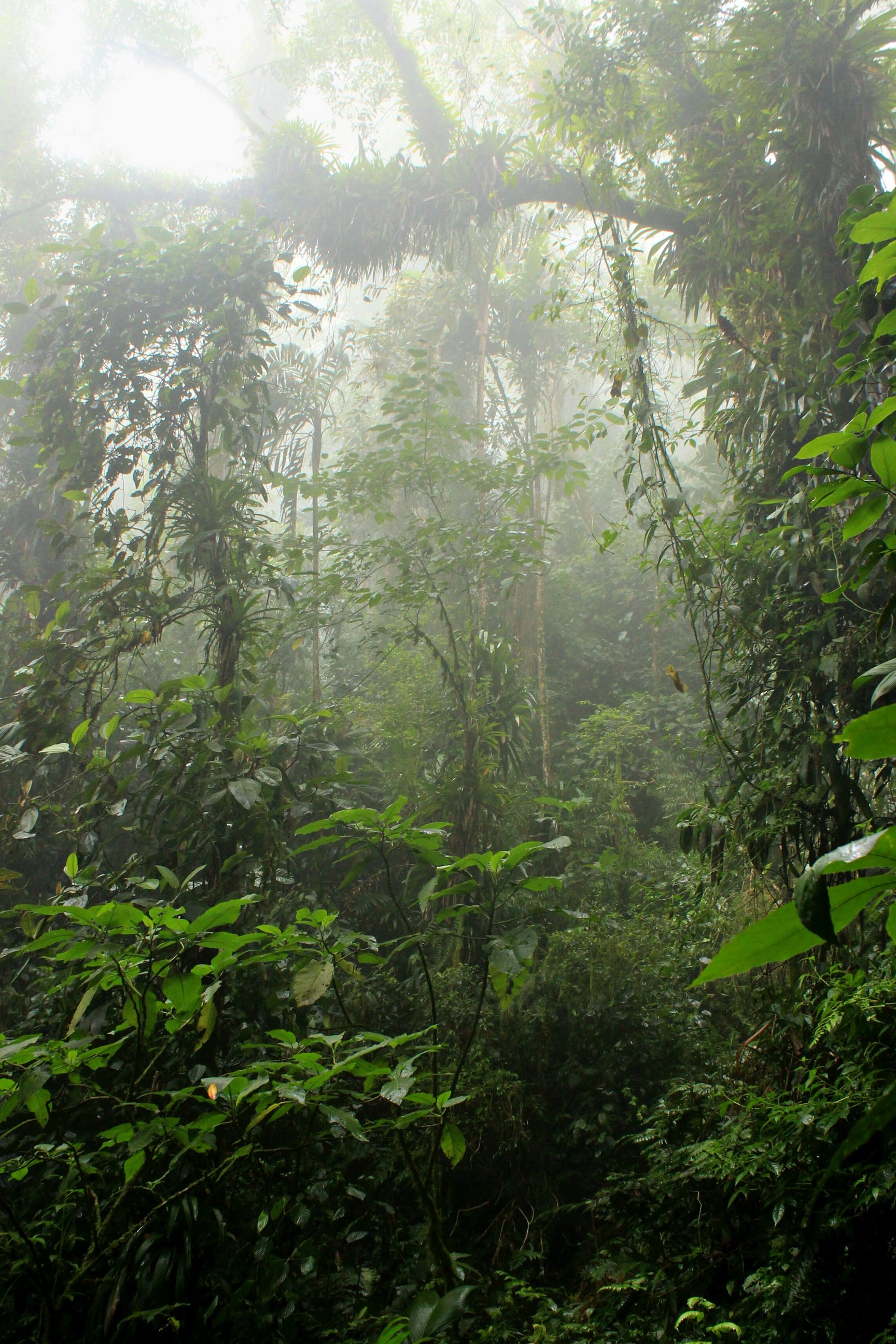 06 Selva Sierra Nevada