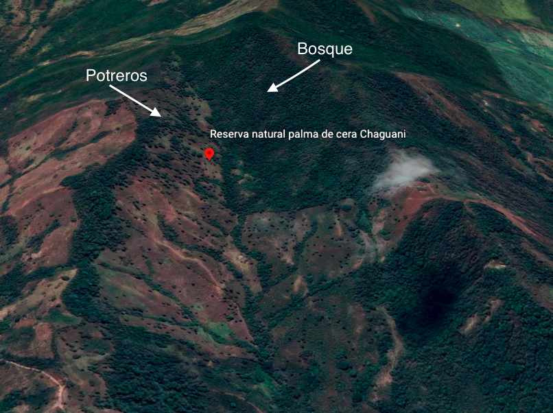 Mapa Palmas de Cera Chaguani. 17.16.44