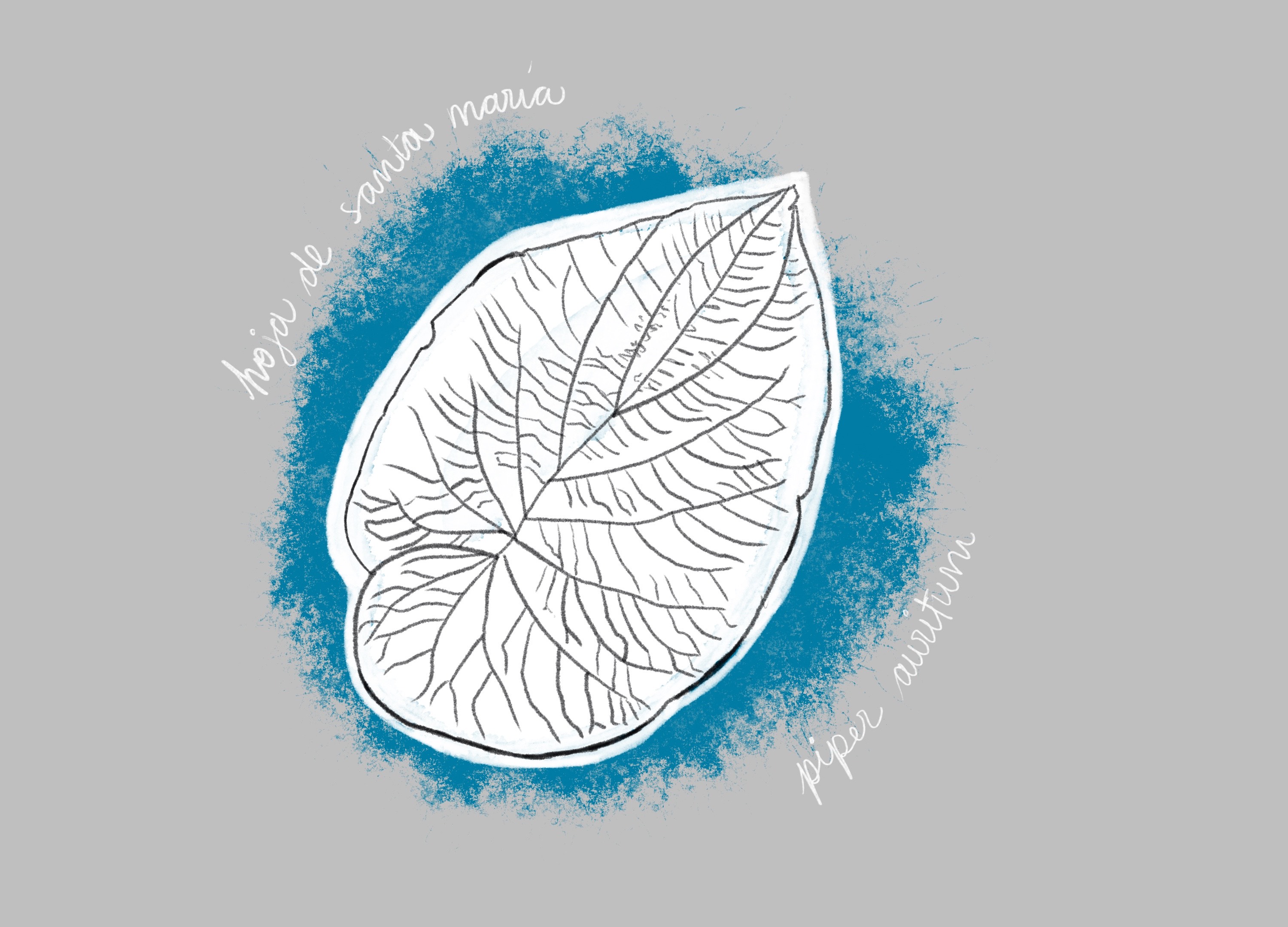 Hoja de Santa María Crédito Natalia Pedraza Bravo.jpg.jpg.jpg