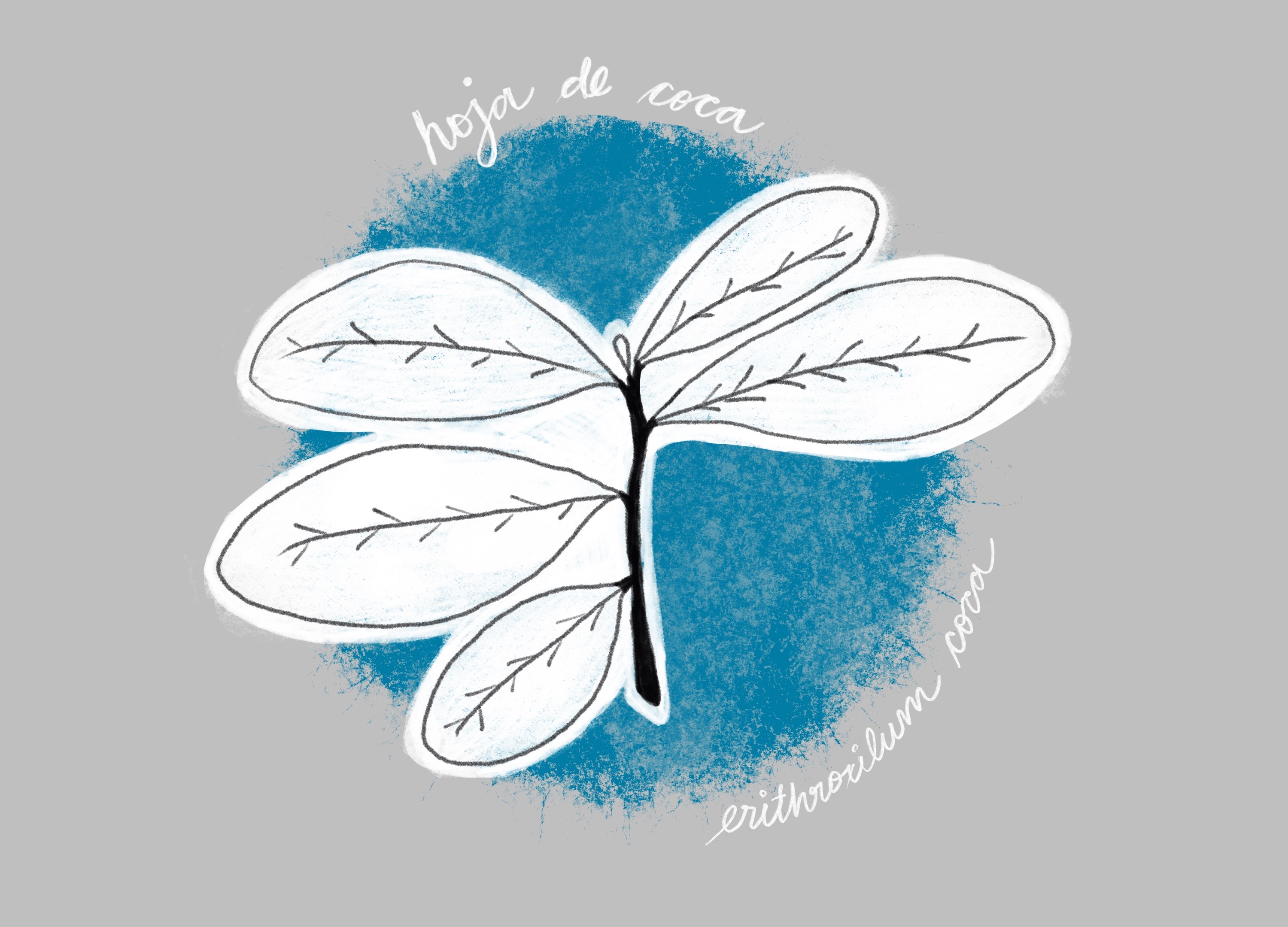 Hoja de coca Crédito Natalia Pedraza Bravo.jpg.jpg.jpg