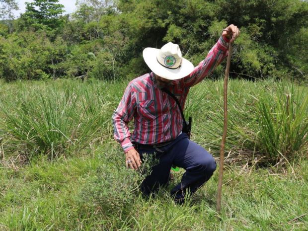 La ganadería regenerativa bajó a Román Jiménez del caballo; ahora recorre la hacienda a pie y contempla, detalladamente, cada cambio en El Pajuil. La observación es primordial en la práctica de la ganadería regenerativa. Fotografías: Paola Andrea Peña Roa.