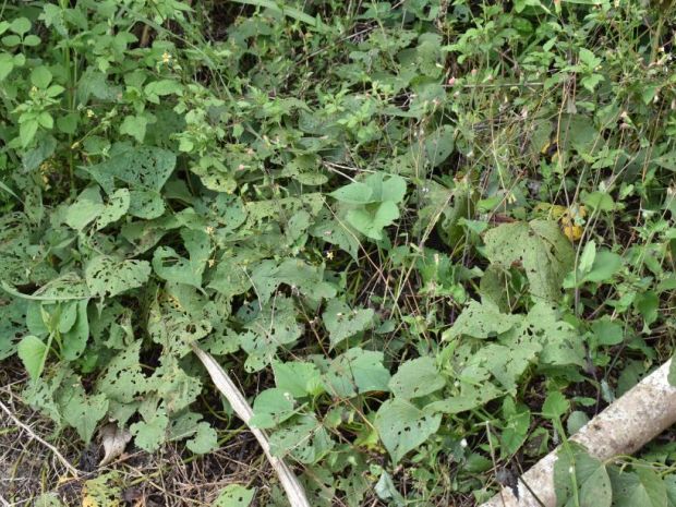 En la imagen, el impacto de las hormigas arrieras en las hojas agujereadas de una plantación. Fotografía: Angie Serna Morales.