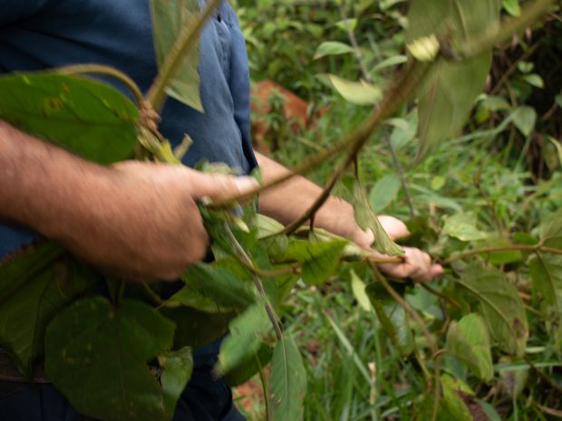 “Esto en diez años es una viga para mi casa”, dice José Iván con las ramas de un joven mamey. A su paso por el bosque señala el cascarillo y la flor de mayo, sus árboles predilectos para el consumo de leña. Fotografía: Angie Serna Morales.