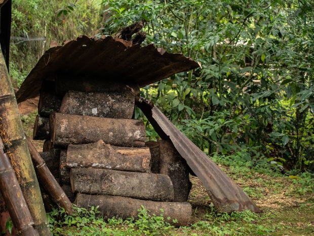 Los troncos de guamo son uno de los tipos de madera más utilizados como leña en San Vicente. Fotografía: Angie Serna Morales.