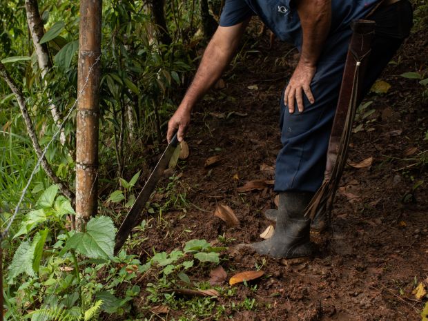 José Iván señala una plántula de eucalipto sembrada en los cercos de su propiedad. “Por donde usted pregunte, se lo comió la hormiga”, asegura con decepción sobre los árboles entregados por la CVC junto a las estufas ecoeficientes. Fotografía: Angie Serna Morales.