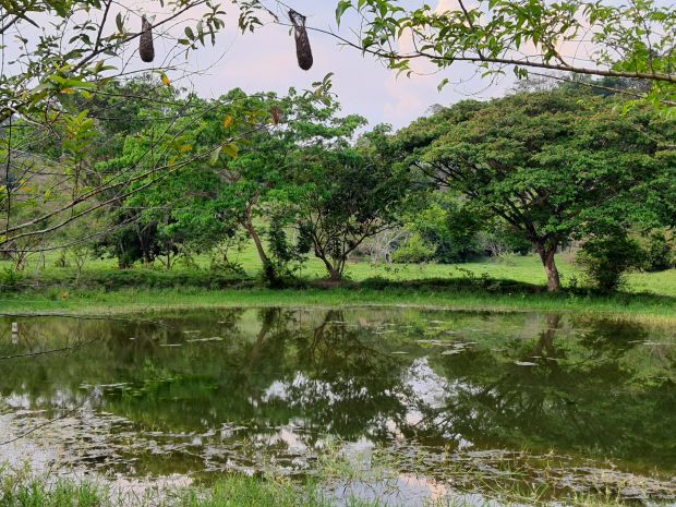 La ganadería regenerativa mejora la captación de agua por el aumento de los bosques y la preservación de sus ecosistemas. Un suelo restaurado permite pastos resistentes al verano. En El Pajuil no son necesarios los sistemas de riego. Fotografías: Paola Andrea Peña Roa.