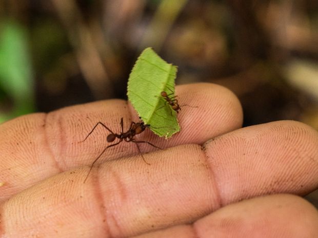 La Atta Cephalotes u hormiga arriera es uno de los insectos más perjudiciales para los cultivos de América del Sur, debido a su gran organización social, tamaño poblacional y su capacidad para cultivar el hongo del cual se alimentan. Fotografía: Angie Serna Morales.