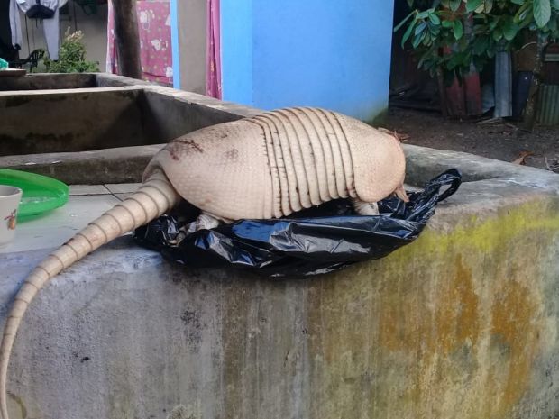 Un cachicamo arreglado y listo para cocinar. Foto: Edgar Guajo