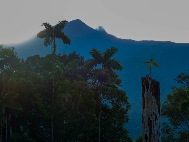 Los errores en la selección genética impactan las finanzas del ganadero y, también, los ecosistemas. Las razas nativas y criollas necesitan menos insumos; por ello, juegan un papel determinante en la ganadería regenerativa. La raza colombiana Velásquez se caracteriza por su habilidad para consumir los forrajes nativos y por su adaptación al entorno. Fotografías: Román Jiménez.