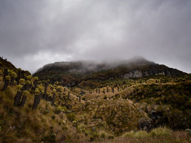 En este parque se encuentra la Espeletia hartwegiana, una especie de frailejón única en el país. Su biodiversidad es una de sus grandes riquezas.