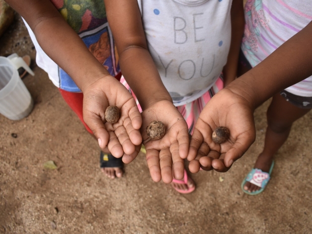 Los niños participan del proceso de recolección y extracción del coco. Fotografías: Angélica Pérez.