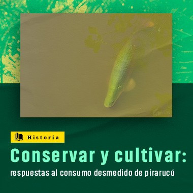 Conservar y cultivar: respuestas al consumo desmedido de pirarucú