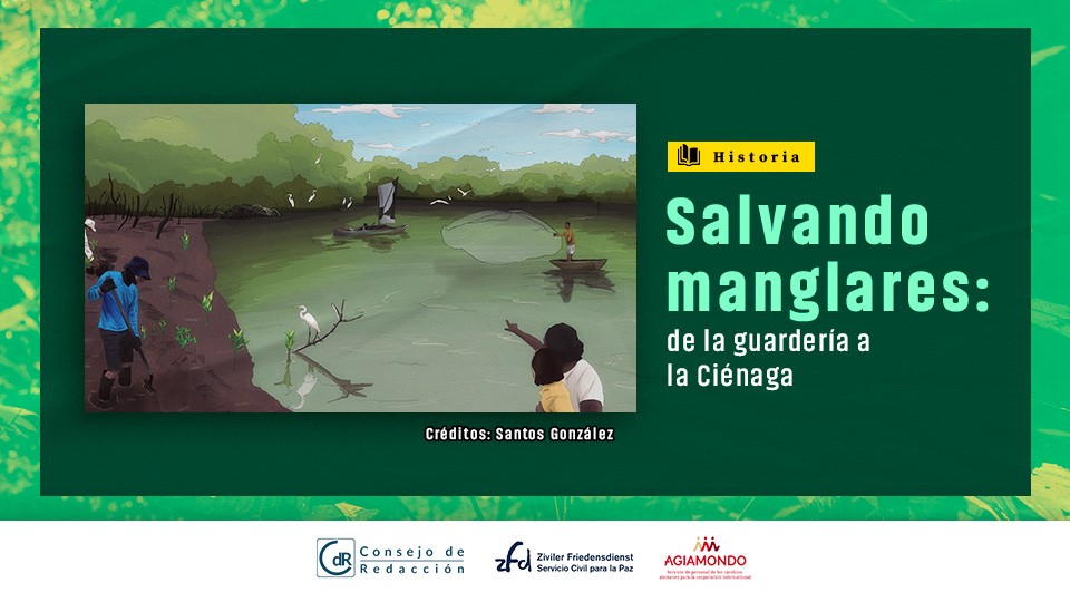 Salvando manglares: de la guardería a la Ciénaga