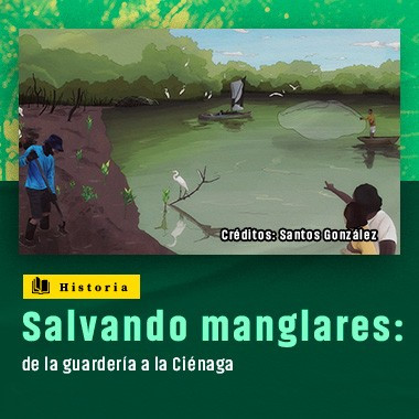 Salvando manglares: de la guardería a la Ciénaga