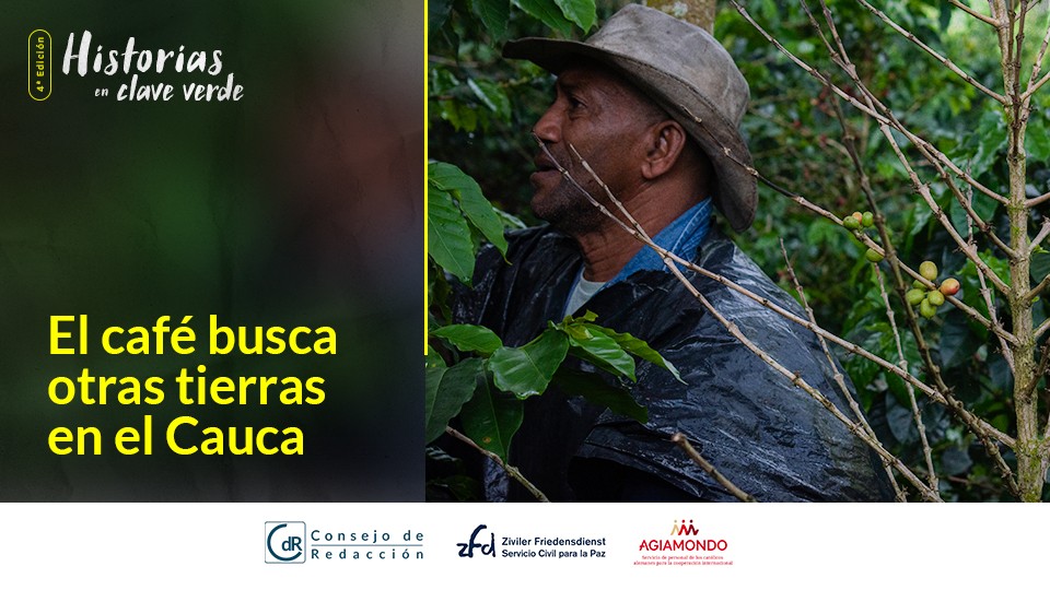 El café busca otras tierras en el Cauca