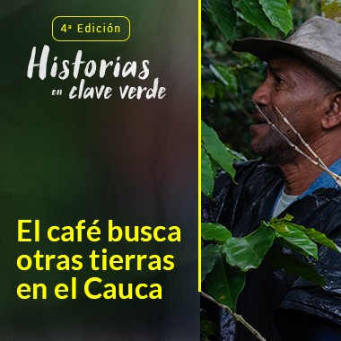 El café busca otras tierras en el Cauca