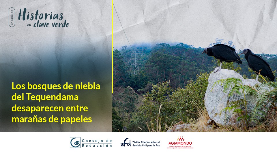 Los bosques de niebla del Tequendama desaparecen entre marañas de papeles