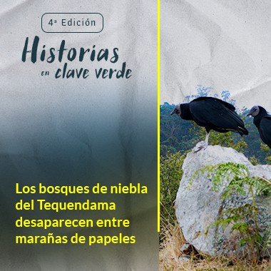 Los bosques de niebla del Tequendama desaparecen entre marañas de papeles