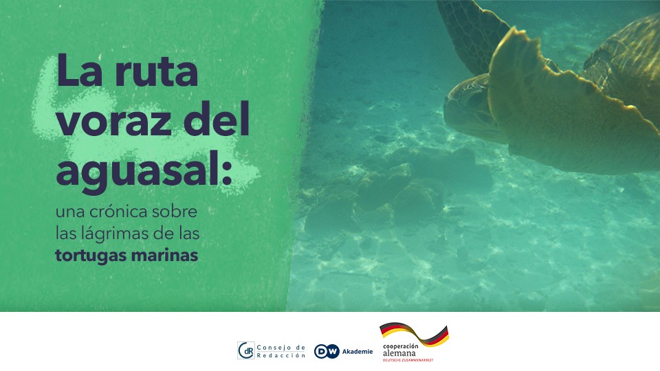 La ruta voraz del aguasal: una crónica sobre las lágrimas de las tortugas marinas