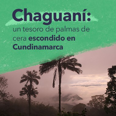 Chaguaní: un tesoro de palmas de cera escondido en Cundinamarca