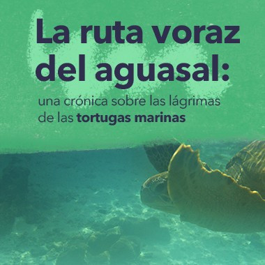 La ruta voraz del aguasal: una crónica sobre las lágrimas de las tortugas marinas