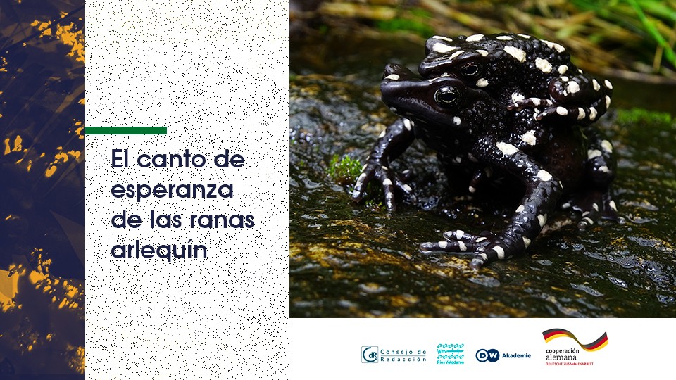 El canto de esperanza de las ranas arlequín