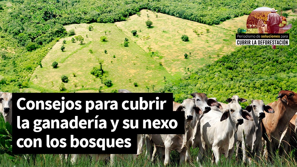 Cinco consejos (y cómo aplicarlos) para cubrir la ganadería y su nexo con los bosques