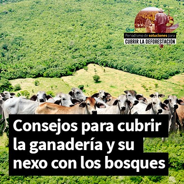 Cinco consejos (y cómo aplicarlos) para cubrir la ganadería y su nexo con los bosques