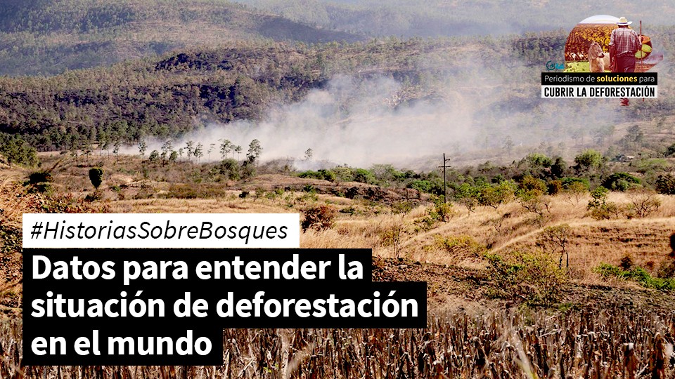 #HistoriasSobreBosques: datos para entender la situación de deforestación en el mundo