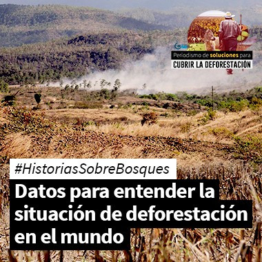 #HistoriasSobreBosques: datos para entender la situación de deforestación en el mundo