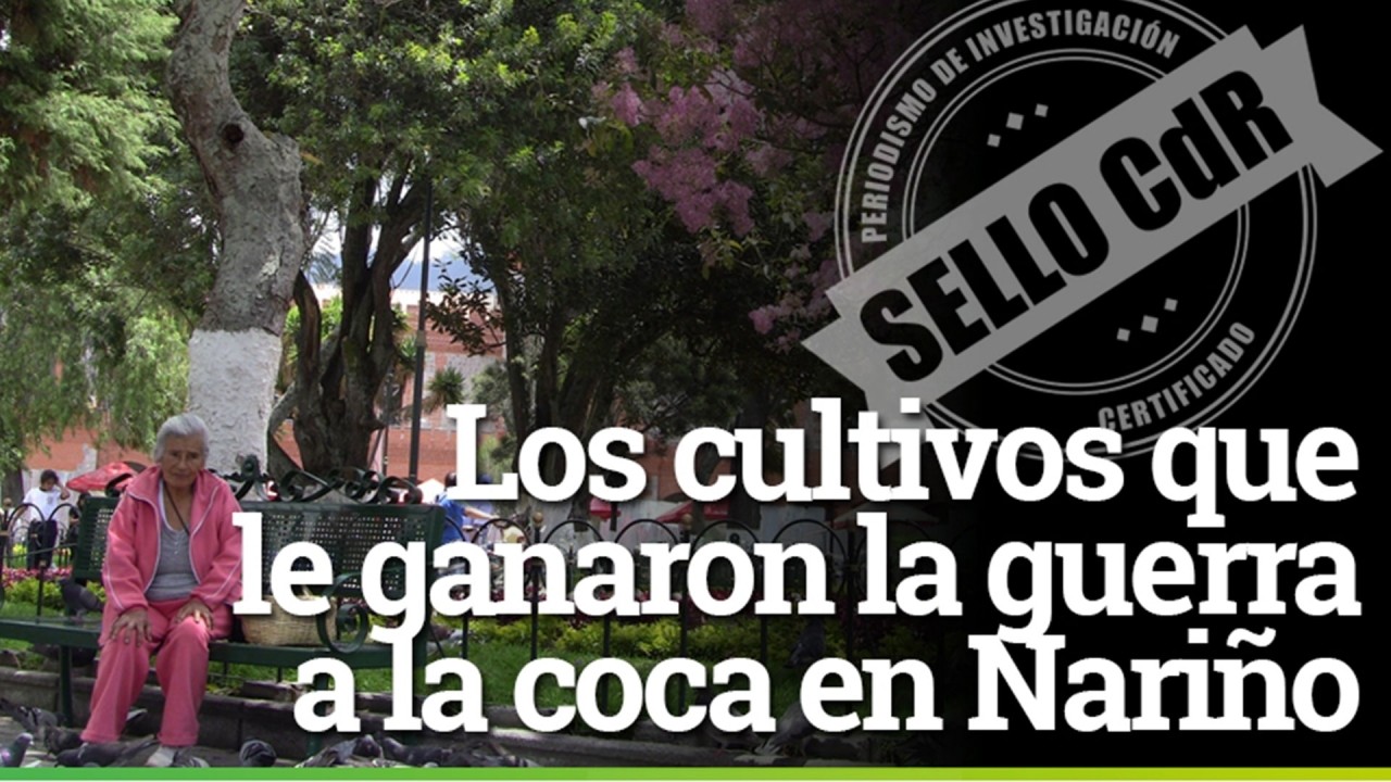 Los cultivos que le ganaron la guerra a la coca en Nariño. Investigación Sello CdR