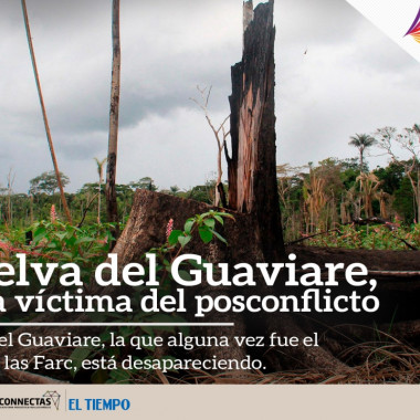 La selva del Guaviare y su disputa contra la deforestación